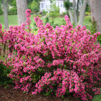 WEIGELA FLORIDA SONIC BLOOM WINE