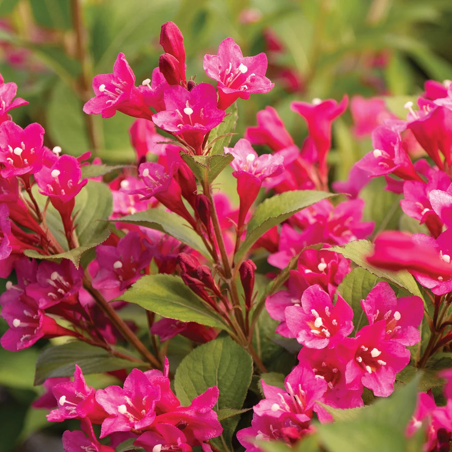 WEIGELA FLORIDA SONIC BLOOM WINE