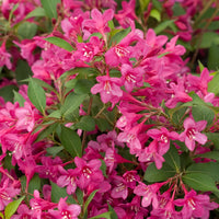 WEIGELA FLORIDA SONIC BLOOM WINE