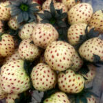 FRAGARIA X - WHITE CAROLINA