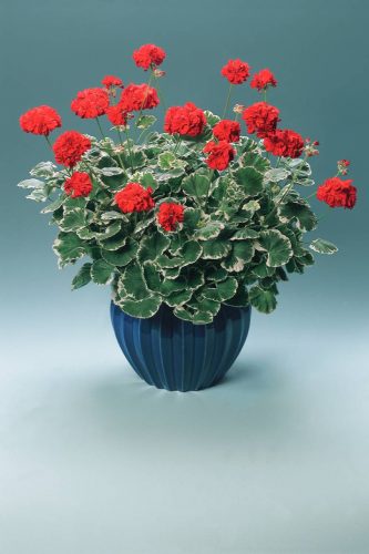 PELARGONIUM BROCADE - WILHEM LANGUTH