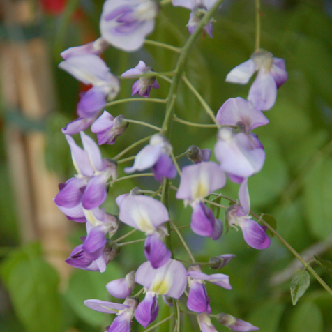 WISTERIA MACROSTACHYA - BLUE MOON