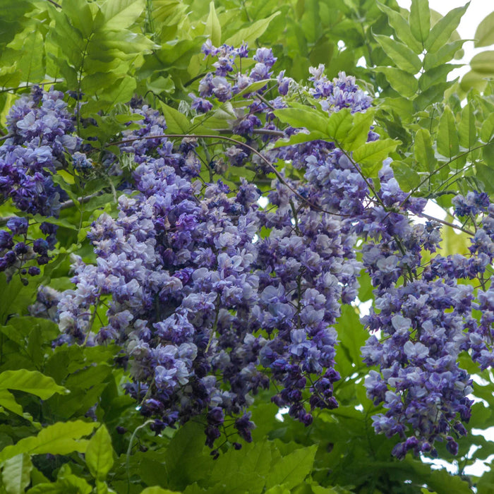 WISTERIA MACROSTACHYA - BLUE MOON