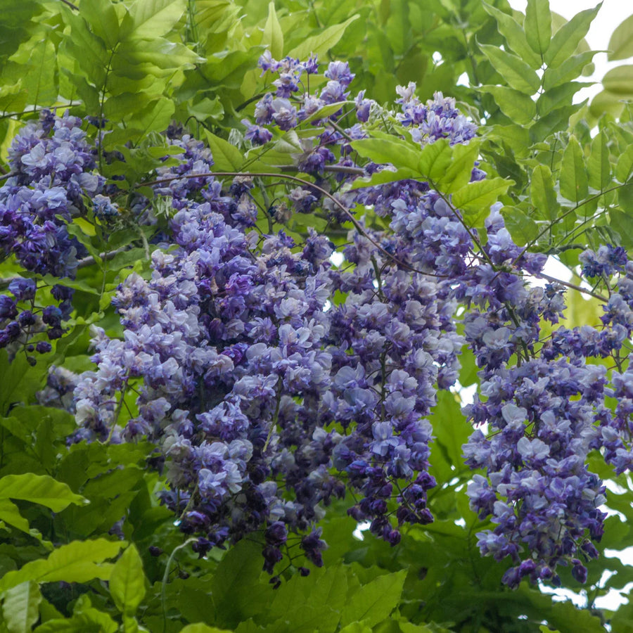 WISTERIA MACROSTACHYA - BLUE MOON