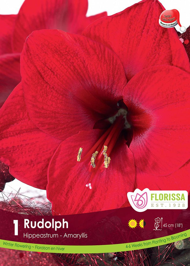 AMARYLLIS XMAS BLOOM RUDOLPH PKG