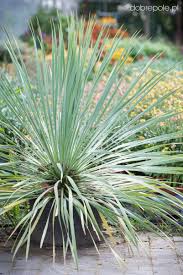 YUCCA ROSTRATA - SAPPHIRE SKIES