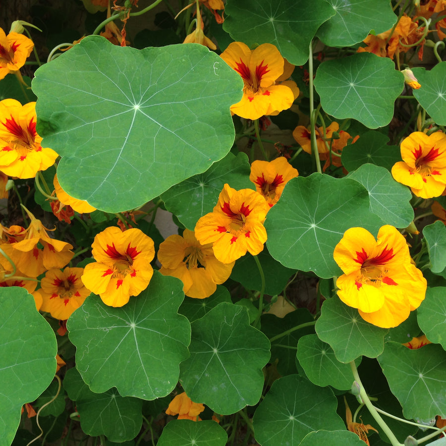 TROPAEOLUM MAJUS