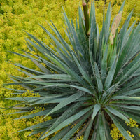 YUCCA FILAMENTOSA