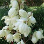 YUCCA FILAMENTOSA