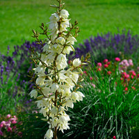 YUCCA FILAMENTOSA