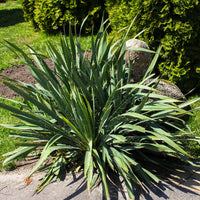 YUCCA FILAMENTOSA