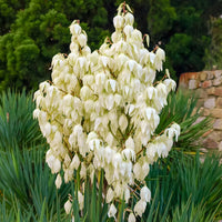 YUCCA FILAMENTOSA