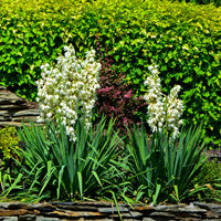 YUCCA FILAMENTOSA
