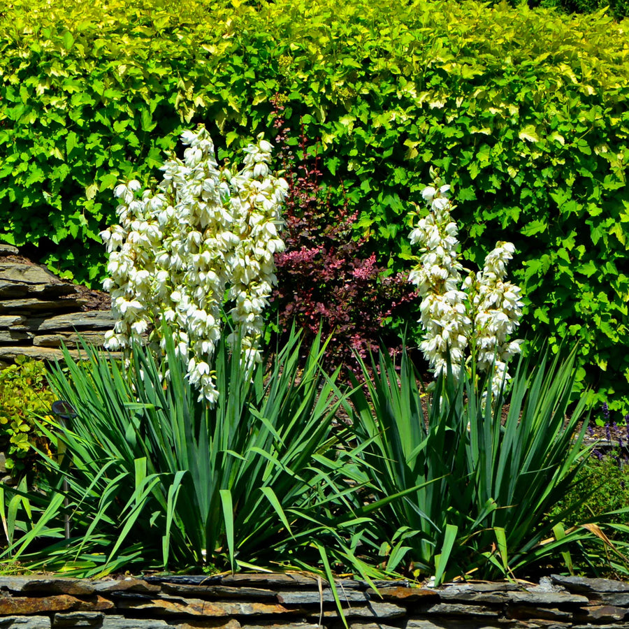 YUCCA FILAMENTOSA