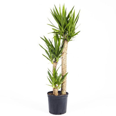 YUCCA CANE