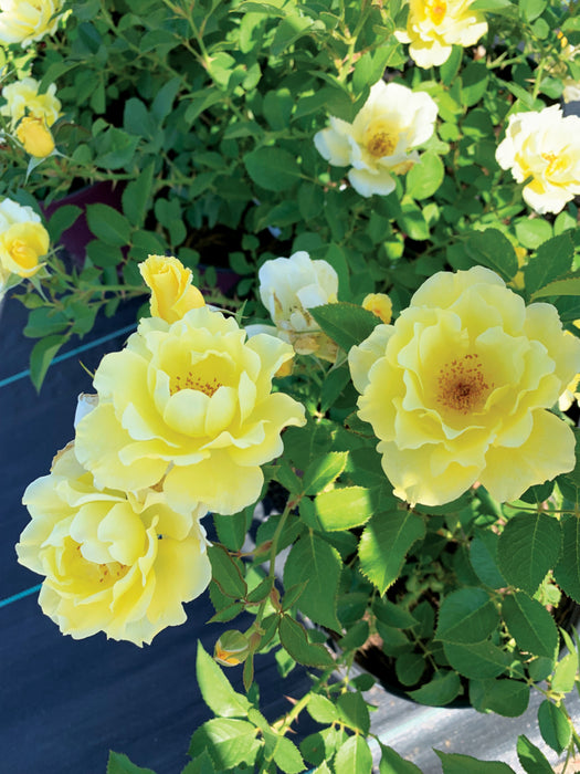 ROSA - YUKON SUN
