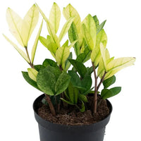 ZAMIOCULCAS CHAMELEON