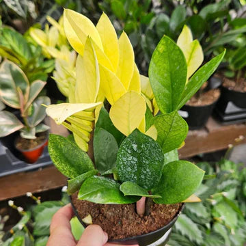 ZAMIOCULCAS CHAMELEON