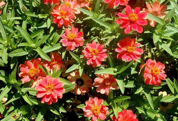 ZINNIA PROFUSION - DB SALMON