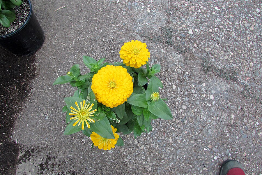 ZINNIA ELEGANS - MAGELLAN YELLOW