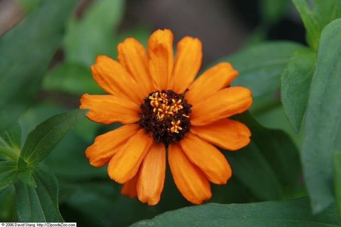 ZINNIA ANGUSTIFOLIA - PROFUSION ORANGE