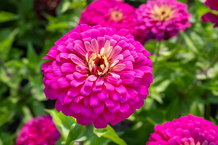 ZINNIZ - UPROAR ROSE