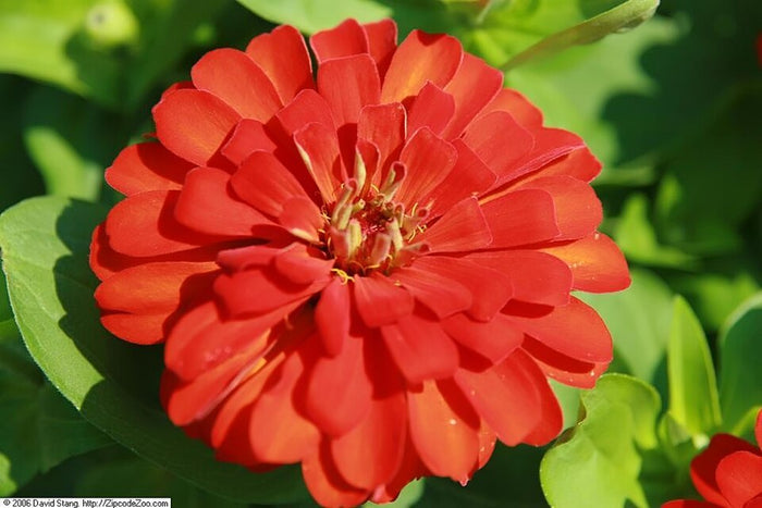 ZINNIA ELEGANS - MAGELLAN SCARLET
