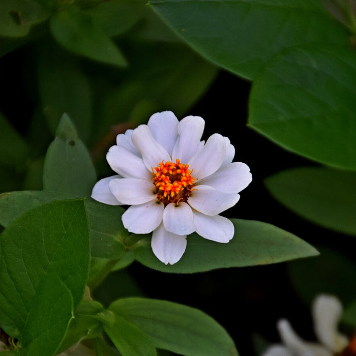 ZINNIA PROFUSION - WHITE