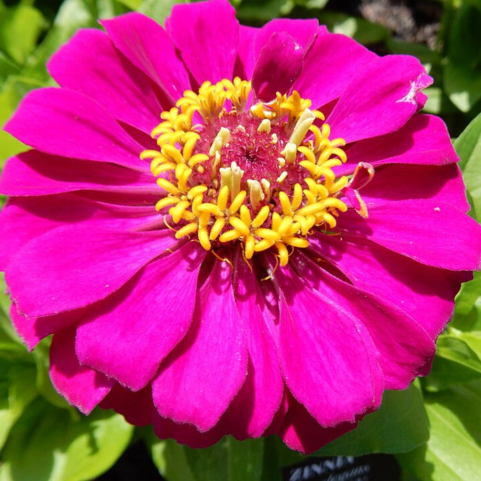 ZINNIA - ZESTY PURPLE
