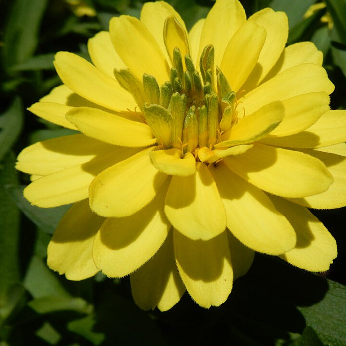 ZINNIE - PROFUSION YELLOW