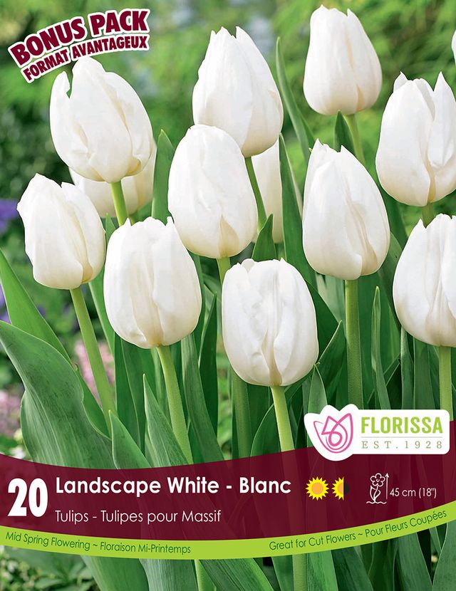 BULBES TULIPES - LANDSCAPE WHITE
