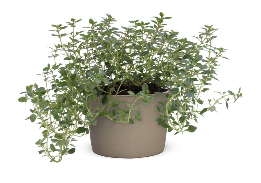 THYMUS CITRIODORUS - AUREUS