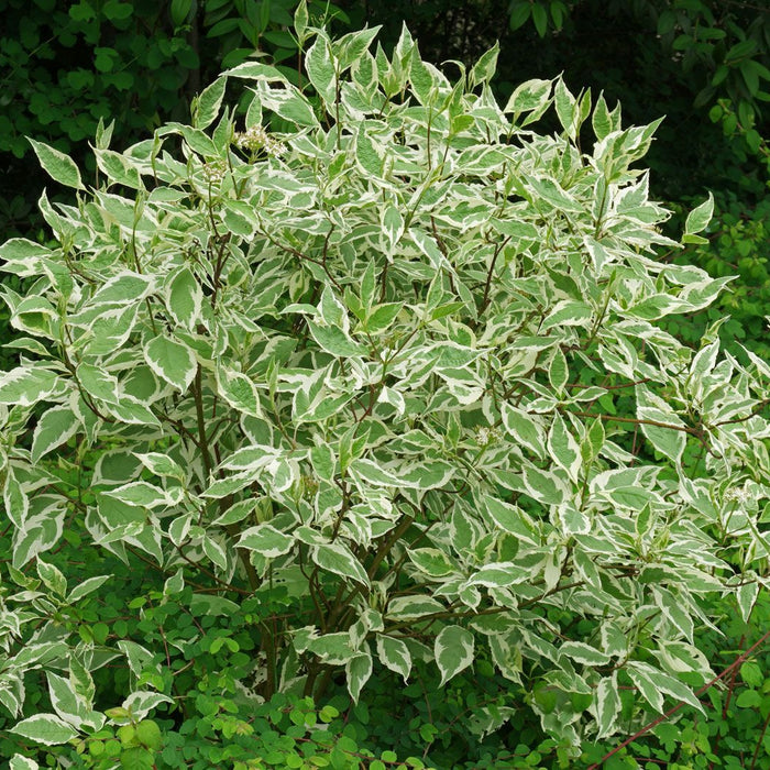 CORNUS ALBA