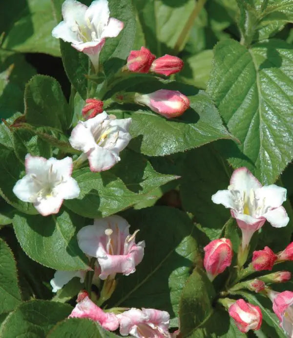 WEIGELA - CARNAVAL