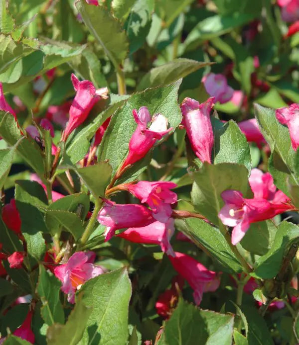 WEIGELA - MINUET