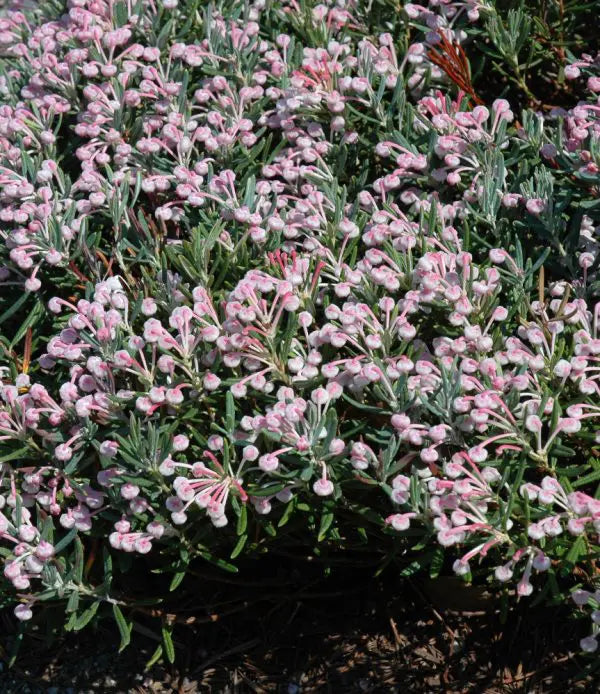 ANDROMEDA - BLUE ICE