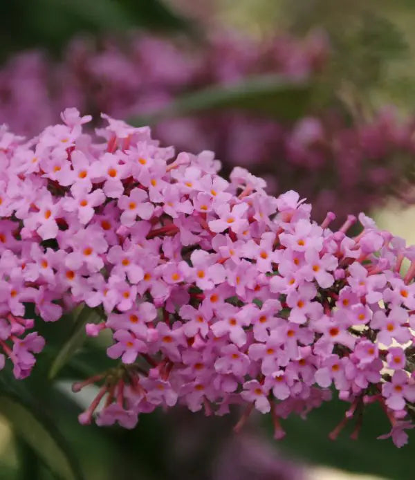 BUDDLEIA DAVIDII - PINK DELIGHT