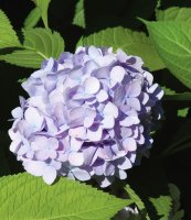 HYDRANGEA MACROPHYLLA