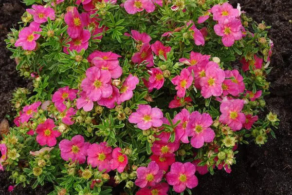 POTENTILLA FRUTICOSA - BELLA BELLISSIMA BE
