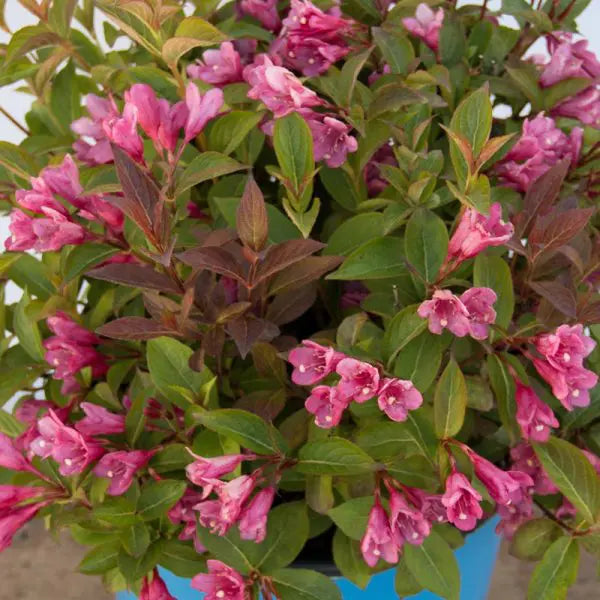 WEIGELA FLORIDA - STROBE BE