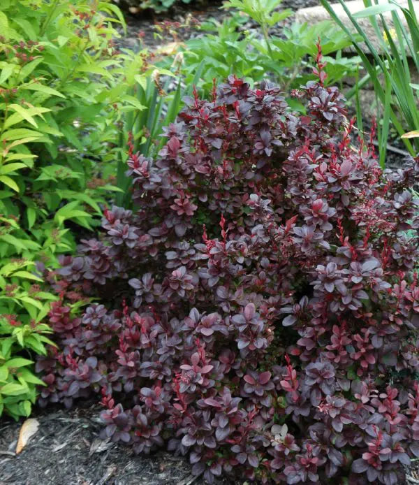 BERBERIS THUNBERGII - CONCORDE