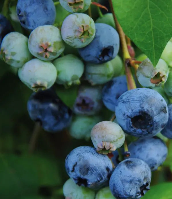 VACCIUNIUM CORYMBOSUM - BLUE CROP