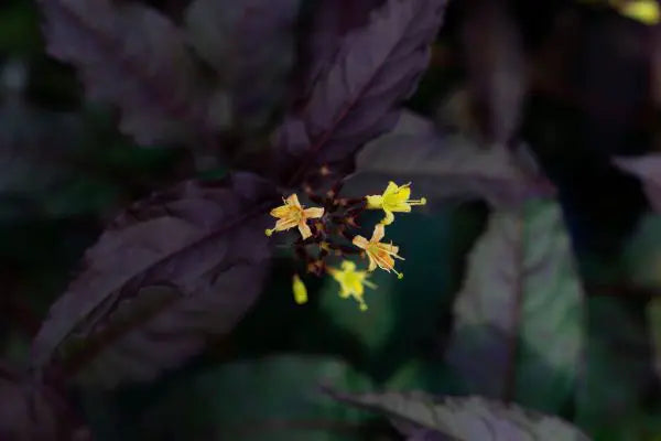 DIERVILLA - NIGHTGLOW BE