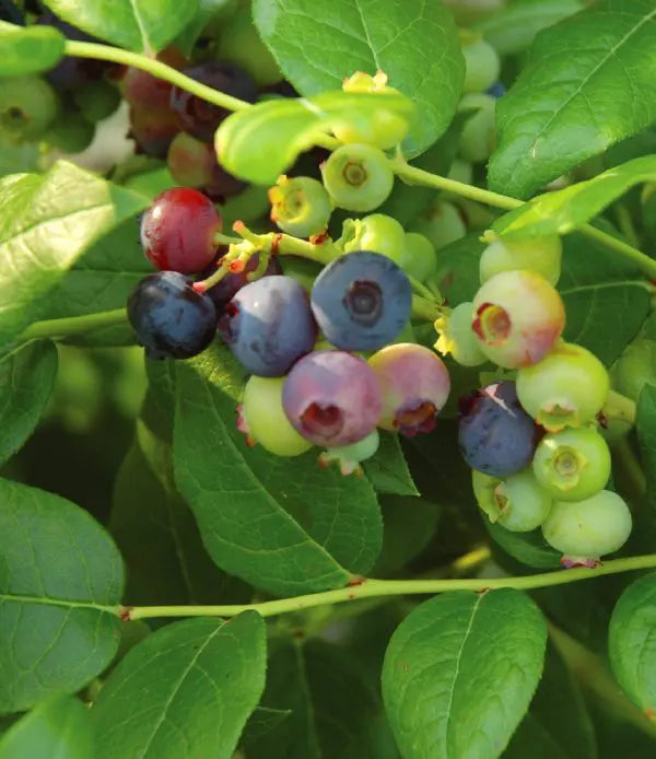VACCINIUM CORYMBOSUM - CHIPPEWA