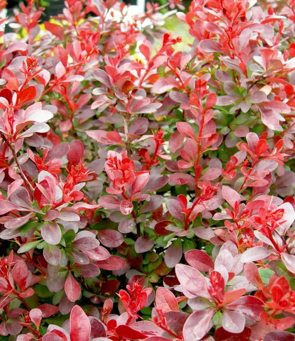 BERBERIS THUNBERGII - CHERRY BOMB