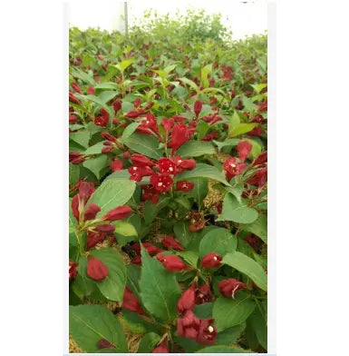 WEIGELA - MAROON SWOON