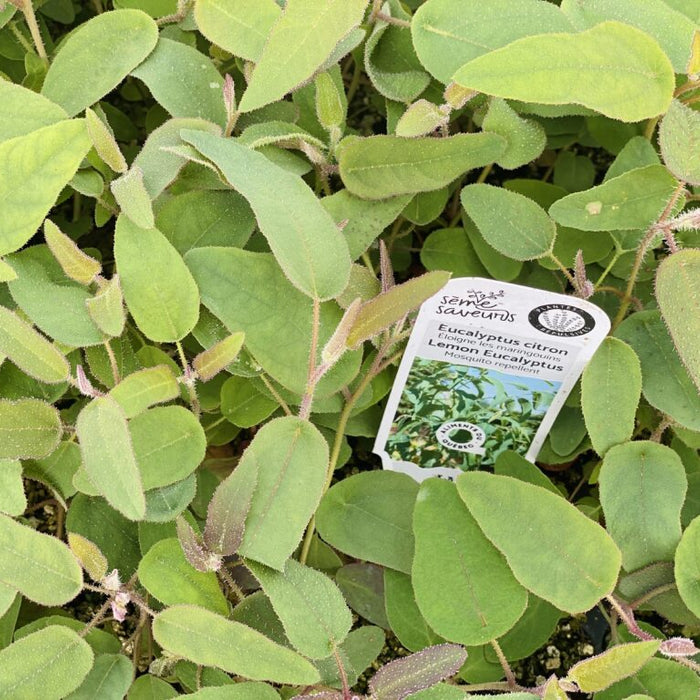 EUCALYPTUS - CITRON