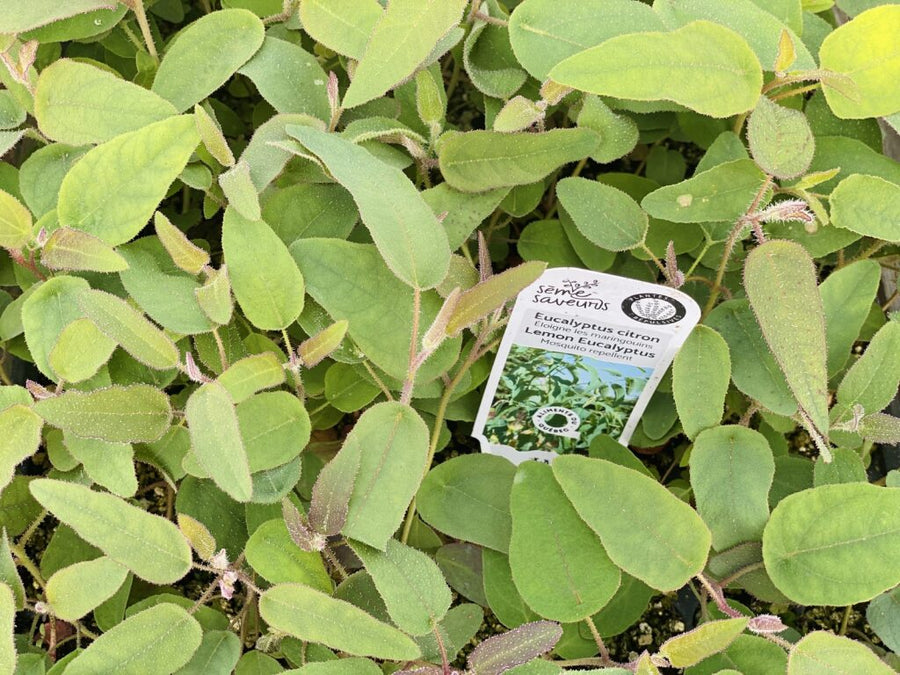 EUCALYPTUS - CITRON