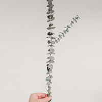 EUCALYPTUS PRÉSERVÉ - TIGES MOYENNES