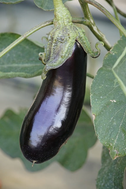 AUBERGINE - NOIRE
